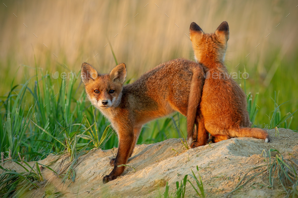 Red fox small young cubs near den playing Stock Photo WildMediaSK