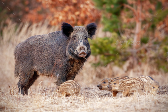 WILD SOW pig & WILD PIGLET WALKING CollectA #88364 #88365  Woodland Animals 