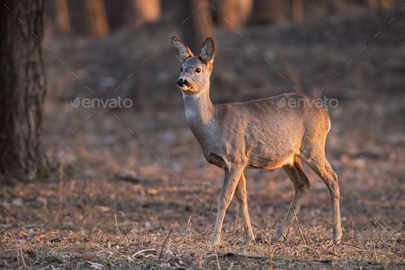 Roe deer, capreolus capreolus, doe walking through a forest at sunset - Stock Photo - Images