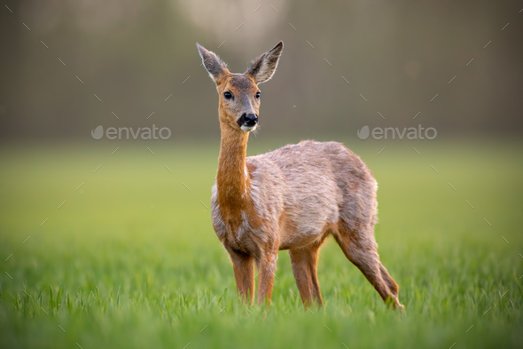 Roe deer, capreolus capreolus, doe female in spring standing on a meadow - Stock Photo - Images