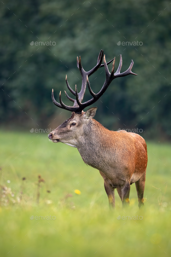 Close-up of a deer stag in summer big antlers to camera Stock Photo by WildMediaSK