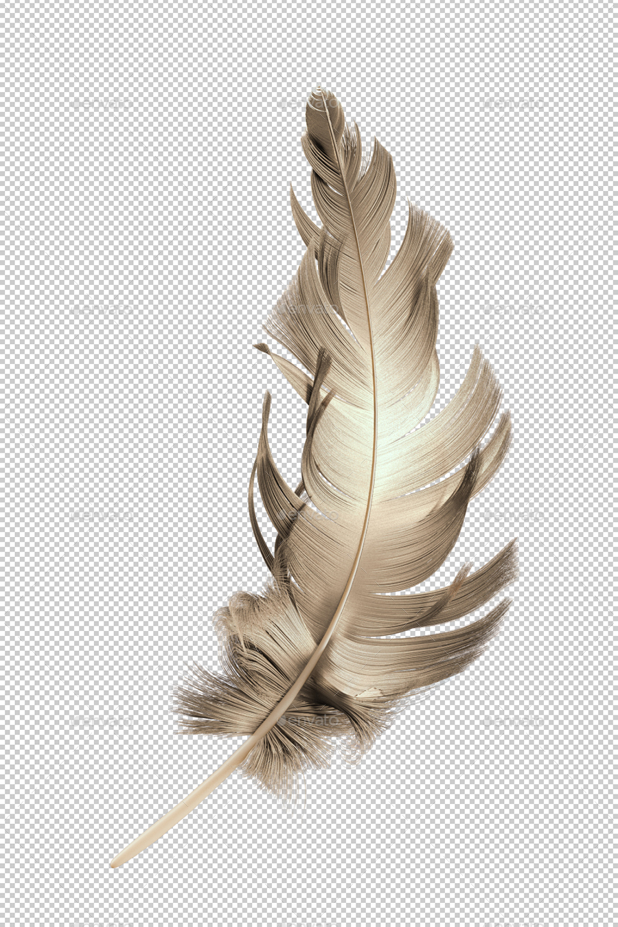 Transparent PNG Feathers by DCandies | GraphicRiver