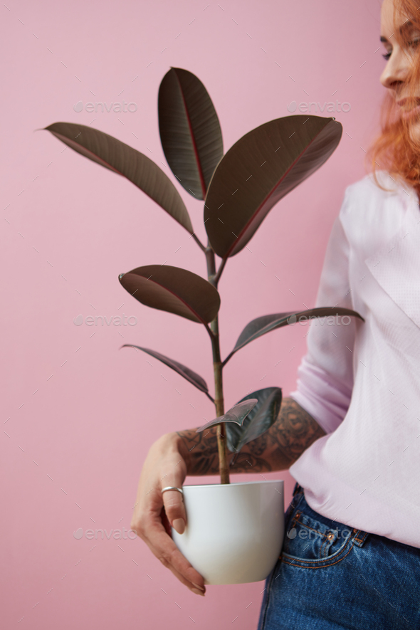 Red-haired happy girl with a tattoo holding a flowerpot with a ficus plant on a pink background with - Stock Photo - Images