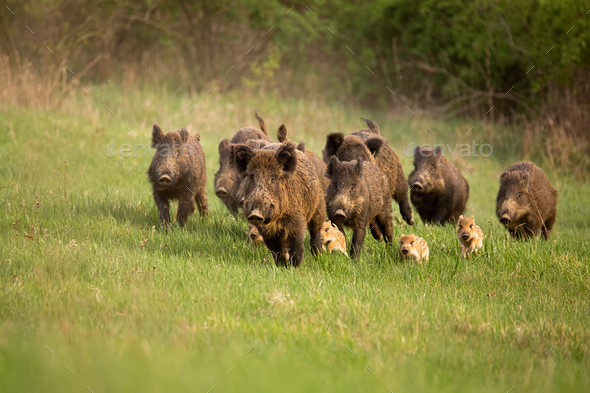 Group of wild boars, sus scrofa, running in spring nature - Stock Photo - Images