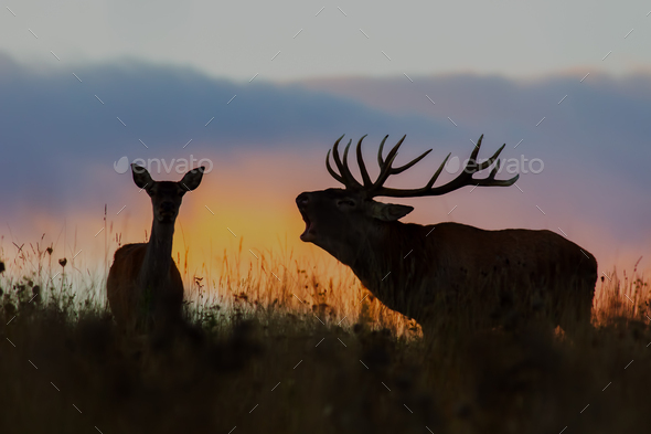 Red deer, cervus elaphus, couple during rutting season at night