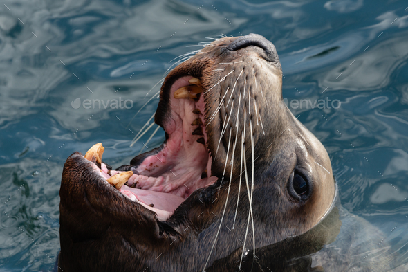 Portrait of Swims Wild Northern Sea Lion with Wide Open Mouth and Teeth Fangs - Stock Photo - Images