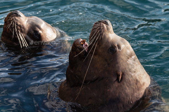 Wild Steller Sea Lion with Open Mouth and Teeth Fangs Swims
