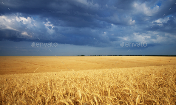 Meadow of wheat - Stock Photo - Images