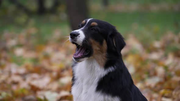 Portrait of an Aussie on a Blurred Background of an Autumn Park and Fallen Leaves alt