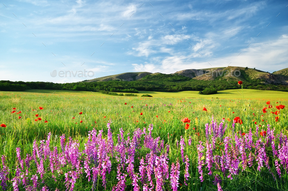 Spring meadow - Stock Photo - Images