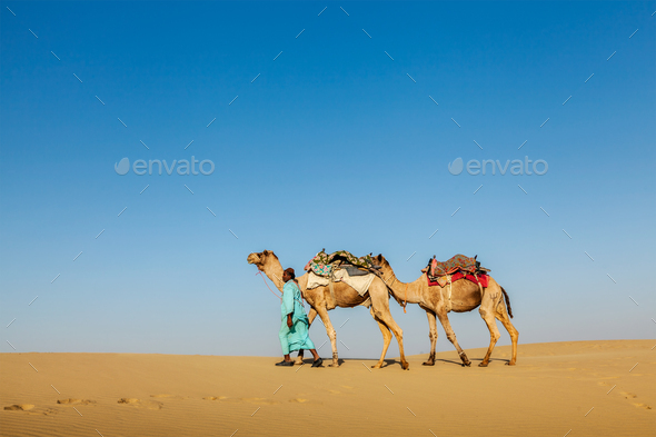 Cameleer (camel driver) with camels in Rajasthan, India - Stock Photo - Images
