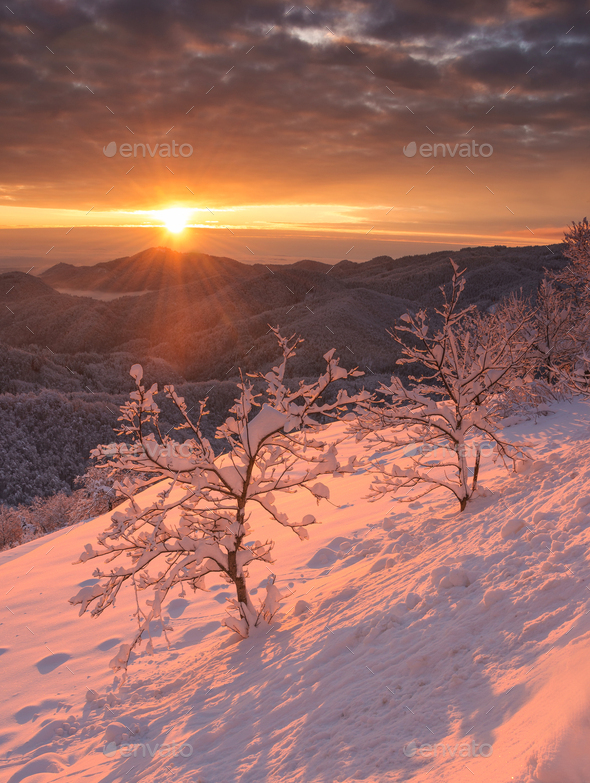 Dark Winter Sunrise With Snow Covered, Snow Covered Landscape