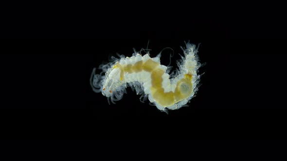 Worm Family Syllidae Under a Microscope Polychaeta Class Was Found in Indian Ocean in Front of It alt