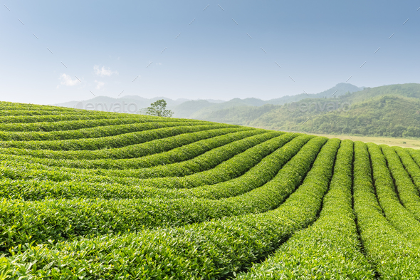 beautiful tea garden Stock Photo by chuyu2014 | PhotoDune