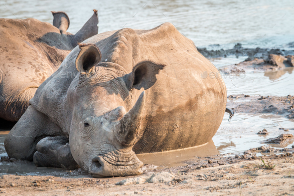 White rhino laying down in the mud. Stock Photo by Simoneemanphotography