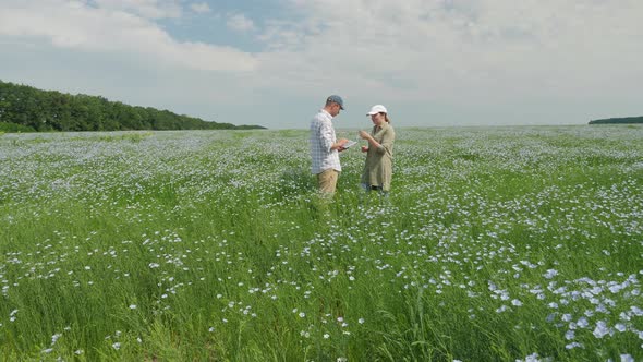 Farmers Work with Digital Tablet in a Blossoming Flax Field alt