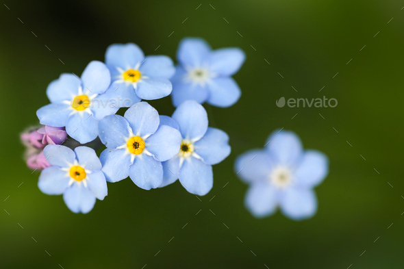 Forget me not - Stock Photo - Images