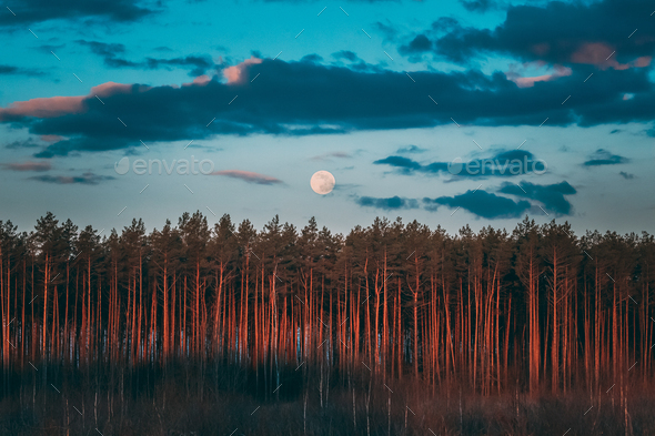 Full Moon Rising Above Pine Forest Landscape In Belarus Or Europ - Stock Photo - Images