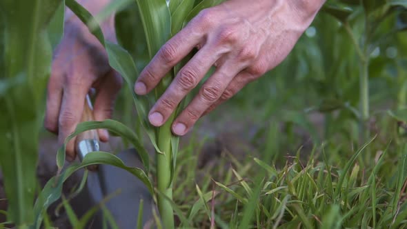 A farmer transplants corn in an agricultural field. alt