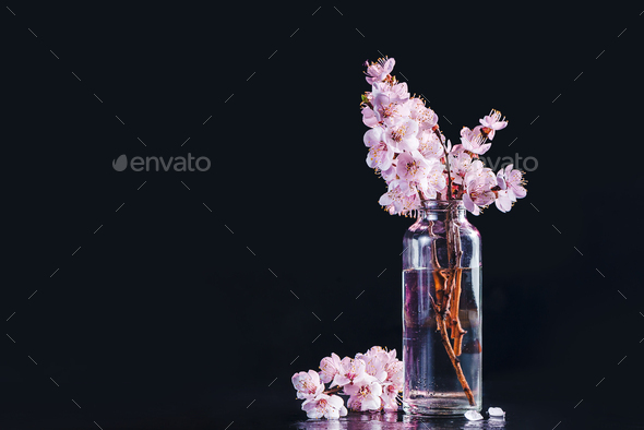 Cherry blossom header minimalist still life. Pink flowers, spring bloom concept on a black