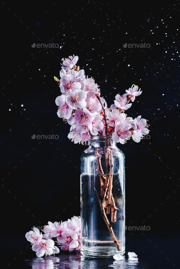 Cherry blossom in a glass vase minimalist still life. Pink flowers, spring bloom concept on a black