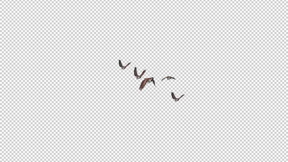 Sparrow Birds -  Flock of 5 Flying Over Screen - Side Angle - Transparent Transition - Alpha Channel