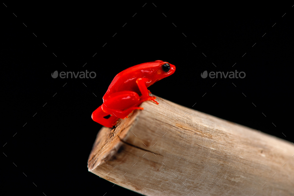 The golden frog mantella isolated on white background