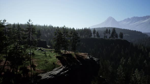 Evergreen Fir Tree and Mountains on a Background on a Sunset After the Rain alt