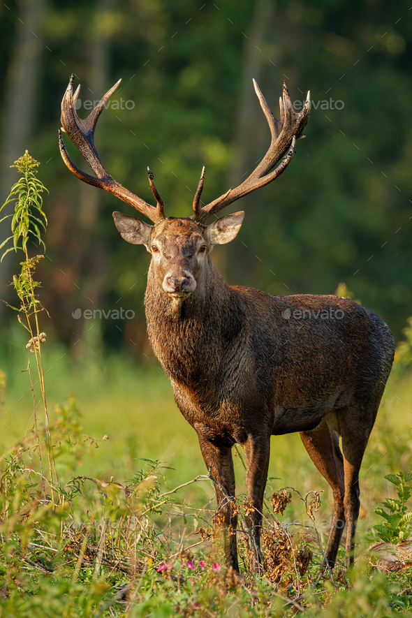 Close Red Deer Stag Autumn Stock Photo By ©Giedriius, 56% OFF