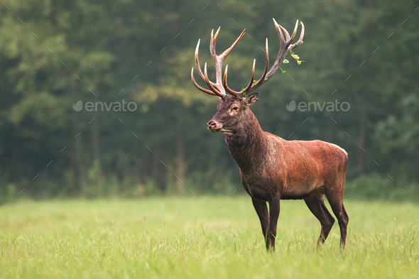 Red deer, cervus elaphus, stag standing calmly on meadow - Stock Photo - Images