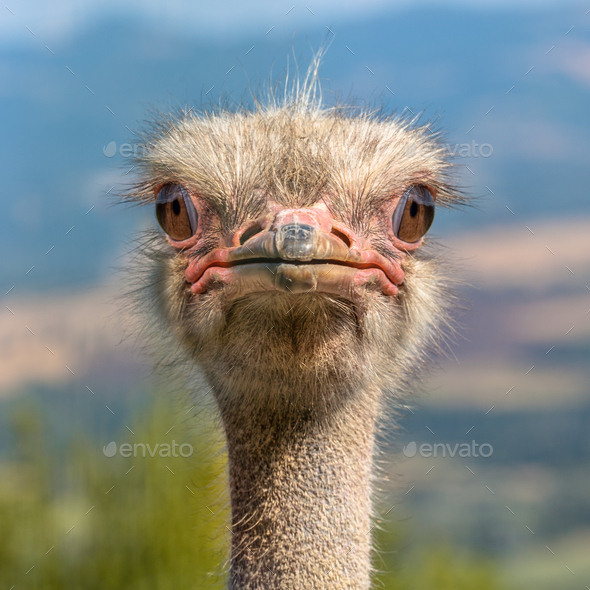 Head of an Ostrich frontal view - Stock Photo - Images