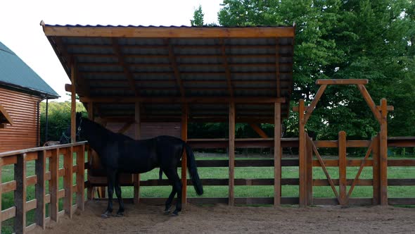 A Black Thoroughbred Horse Stands in a Paddock Under a Canopy