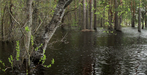 Forest In Water