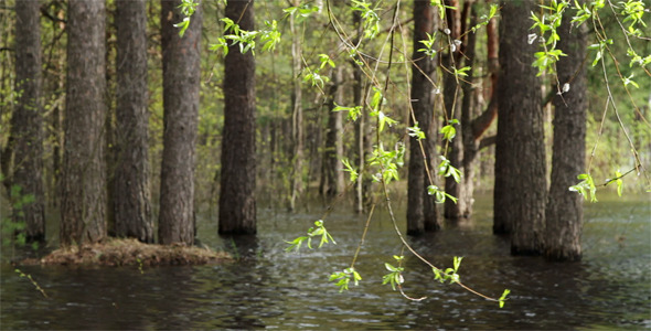 Pine Forest In The Water
