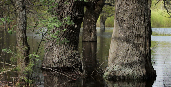 Oak Forest In Water