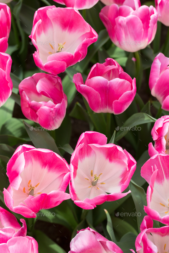 Background of colorful fresh tulips at Keukenhof garden, the Net - Stock Photo - Images