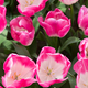 Background of colorful fresh tulips at Keukenhof garden, the Net - PhotoDune Item for Sale