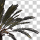 Palm Tree Loop 01 - VideoHive Item for Sale