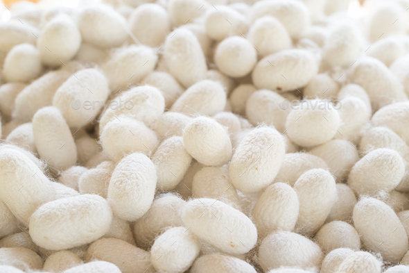 Silk cocoon that is processed to yield silk fiber-2 - Stock Photo - Images