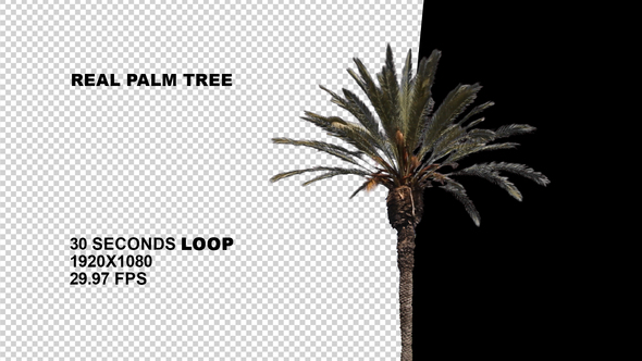 Palm Tree Loop 01