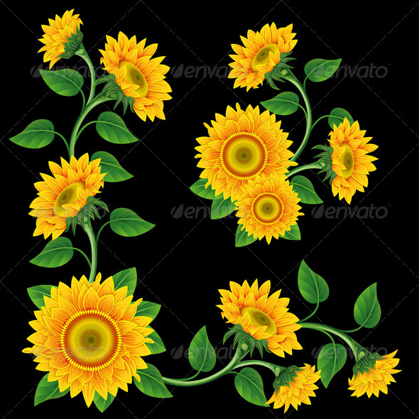 Sunflowers - Flowers & Plants Nature