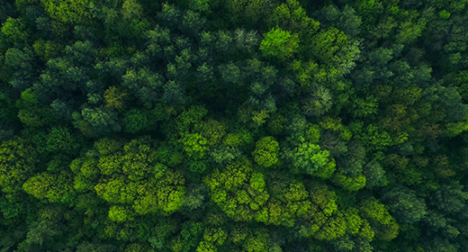 Forest and Wild Nature