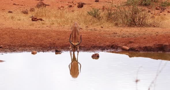 Impala, aepyceros melampus, Male drinking water, Tsavo Park in Kenya, Real Time 4K alt