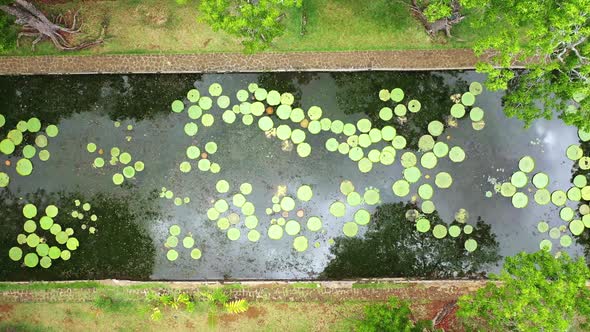 Aerial View of Victoria's Water Lilies on the Island of Mauritius in the Botanic Garden alt