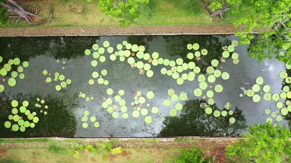 Aerial View of Victoria's Water Lilies on the Island of Mauritius in the Botanic Garden