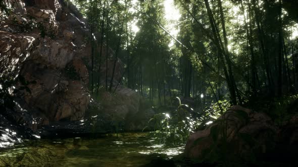 Lush Green Leaves of Bamboo Near the Shore of a Pond with Stones. alt