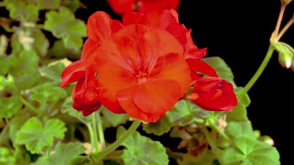 Beautiful Time Lapse of Blooming Red Geranium alt