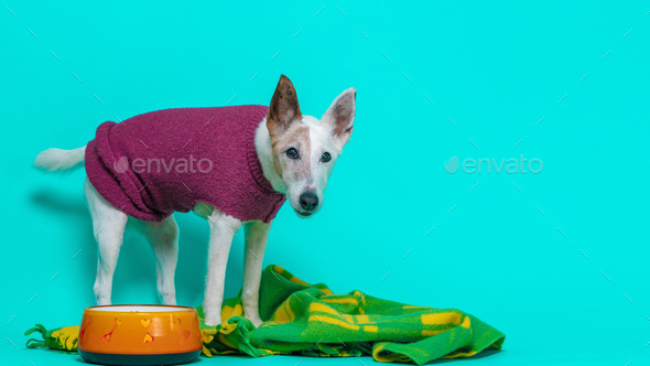 fox terrier jumper