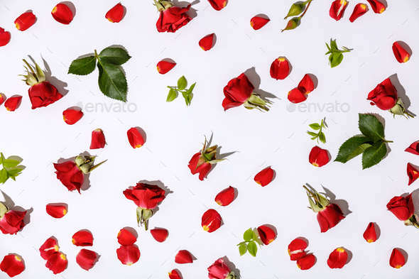 Floral pattern with red roses, petals and leaves on white