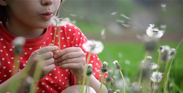 Girl And Dandelions In The Wind